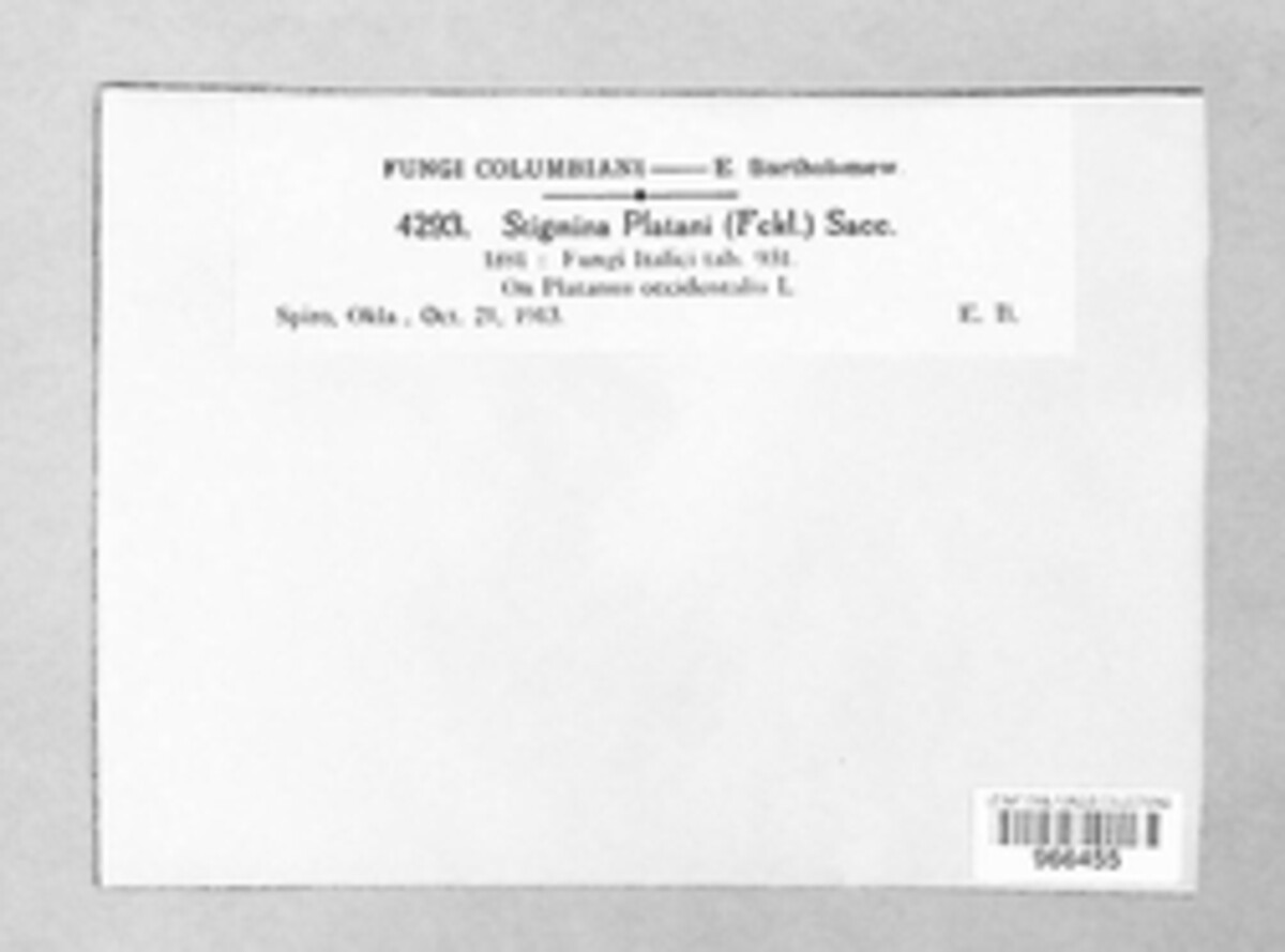 Pseudocercospora platanigena image